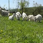 Wildblick Feriehus *