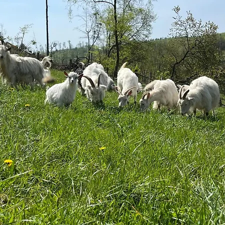 Wildblick Nyaraló *