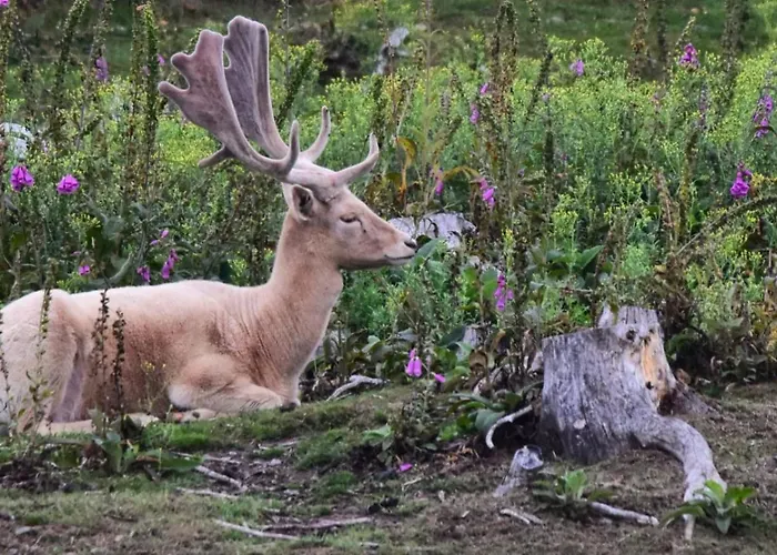 Wildblick * Bad Berleburg