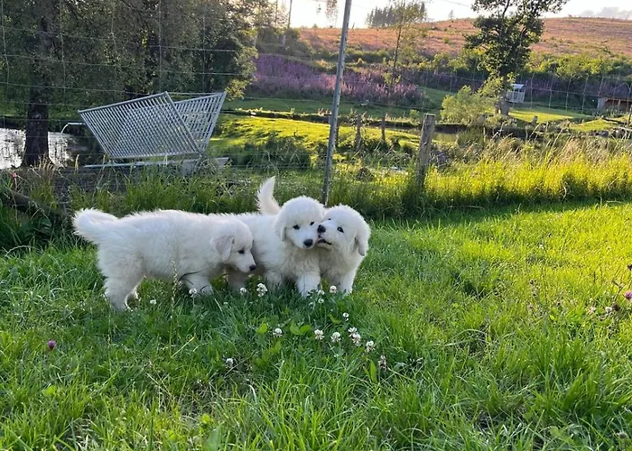 Wildblick * Bad Berleburg