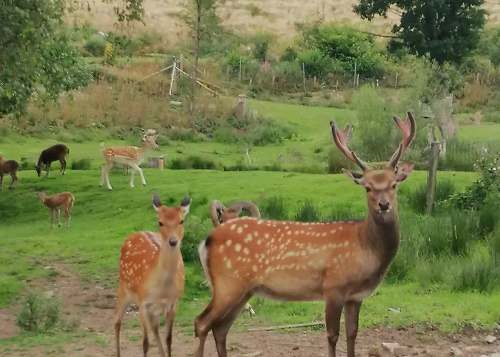 Wildblick Bad Berleburg